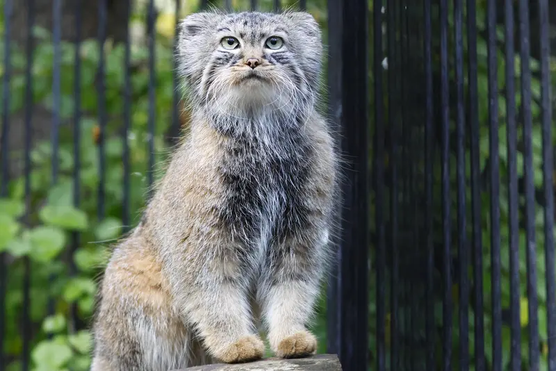 A photograph of Gabi in Novosibirsk Zoo