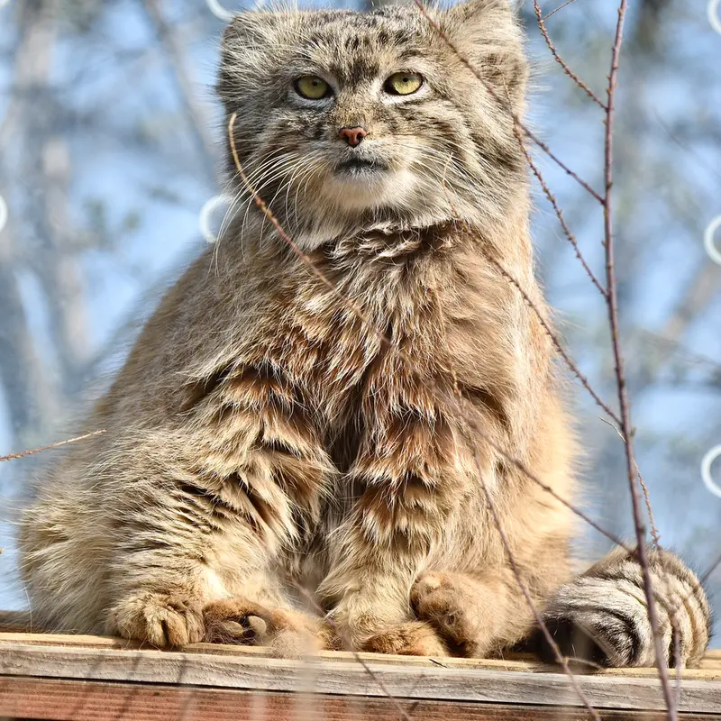 A photograph of Spay in Prague Zoo