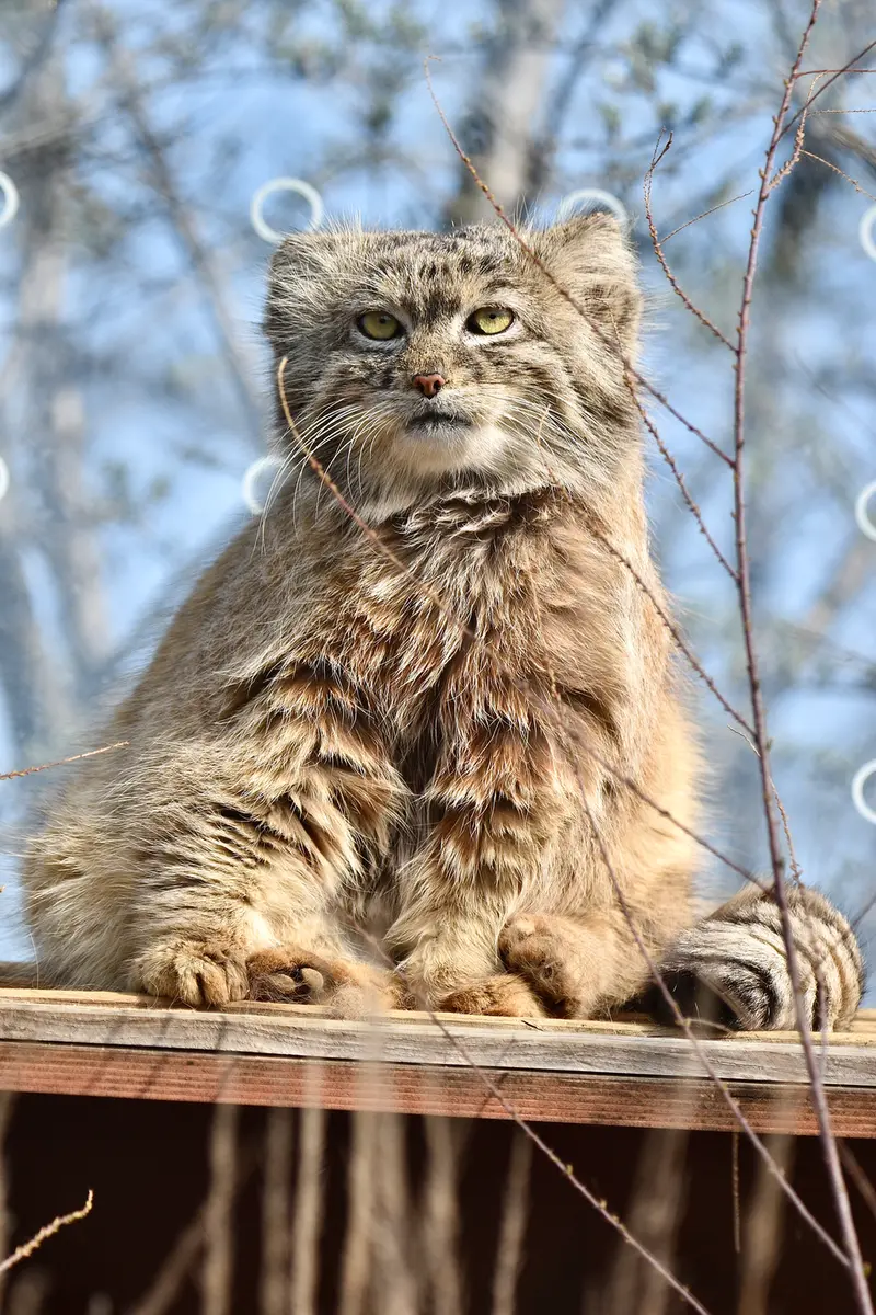 A photograph of Spay in Prague Zoo