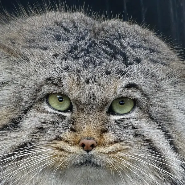 A photograph of Bjorn in Riga Zoo