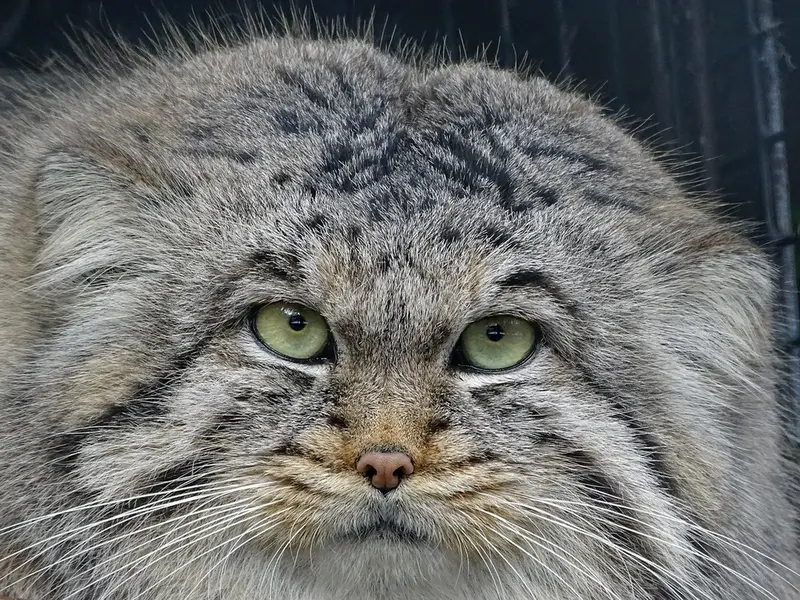 A photograph of Bjorn in Riga Zoo