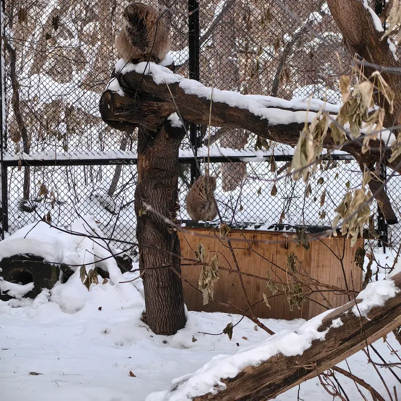 A photograph of Lolo and George in Novosibirsk Zoo