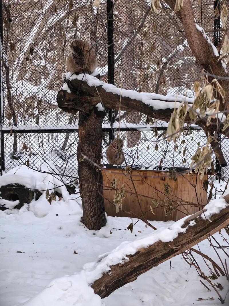 A photograph of Lolo and George in Novosibirsk Zoo