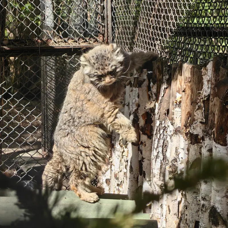 A photograph of Zelenogorsk in Novosibirsk Zoo