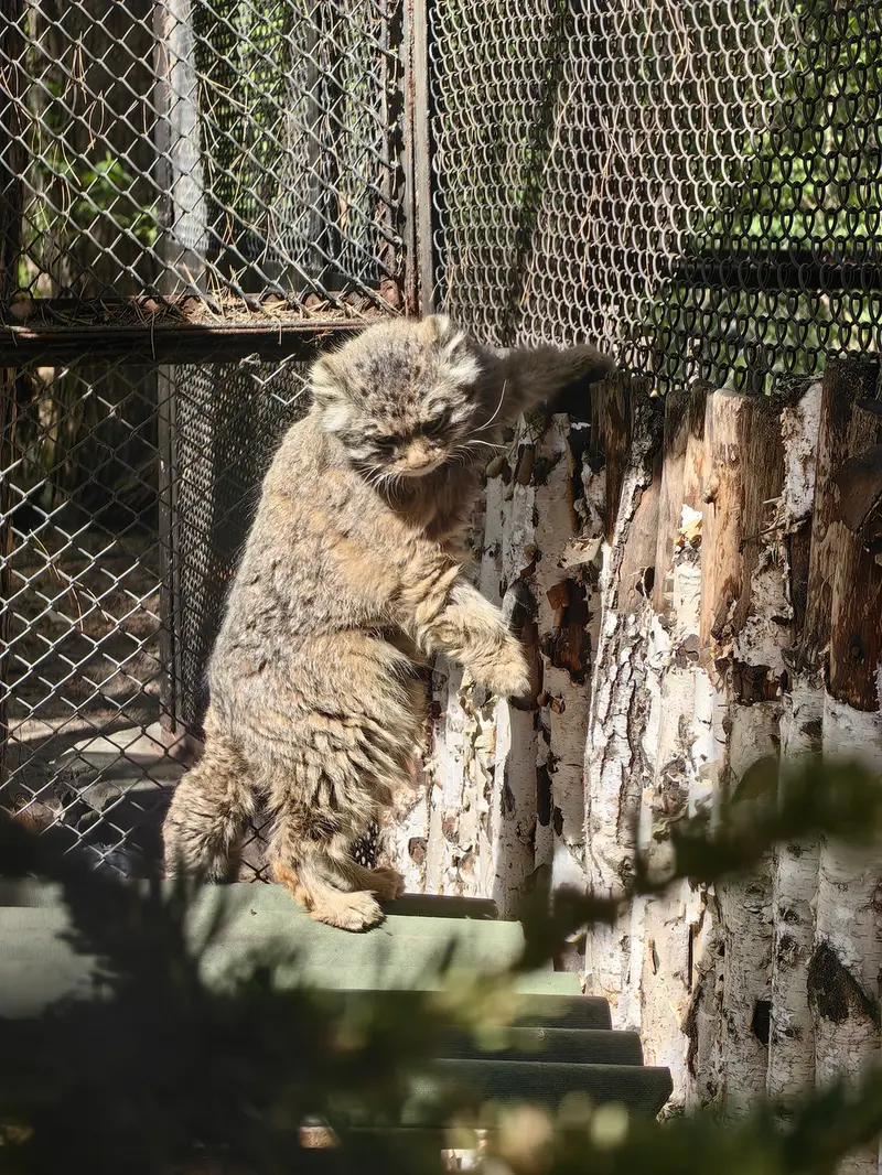 A photograph of Zelenogorsk in Novosibirsk Zoo