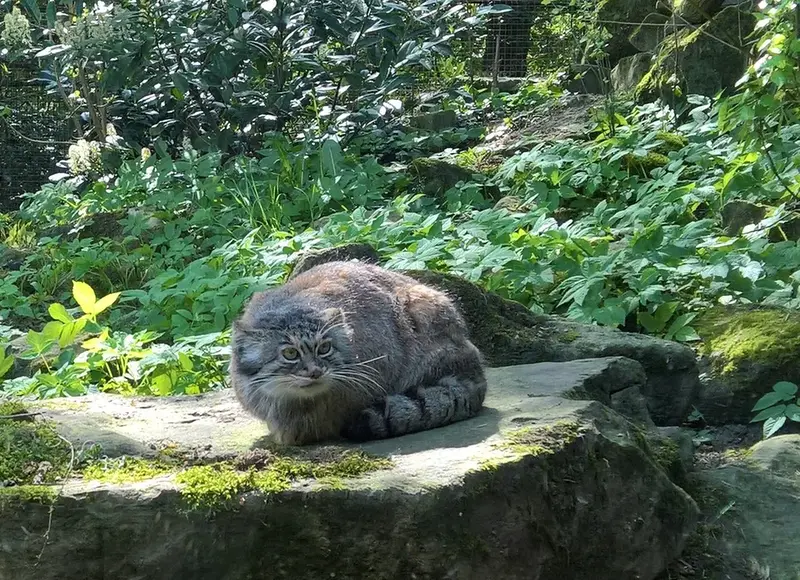 A photograph of a Pallas's cat