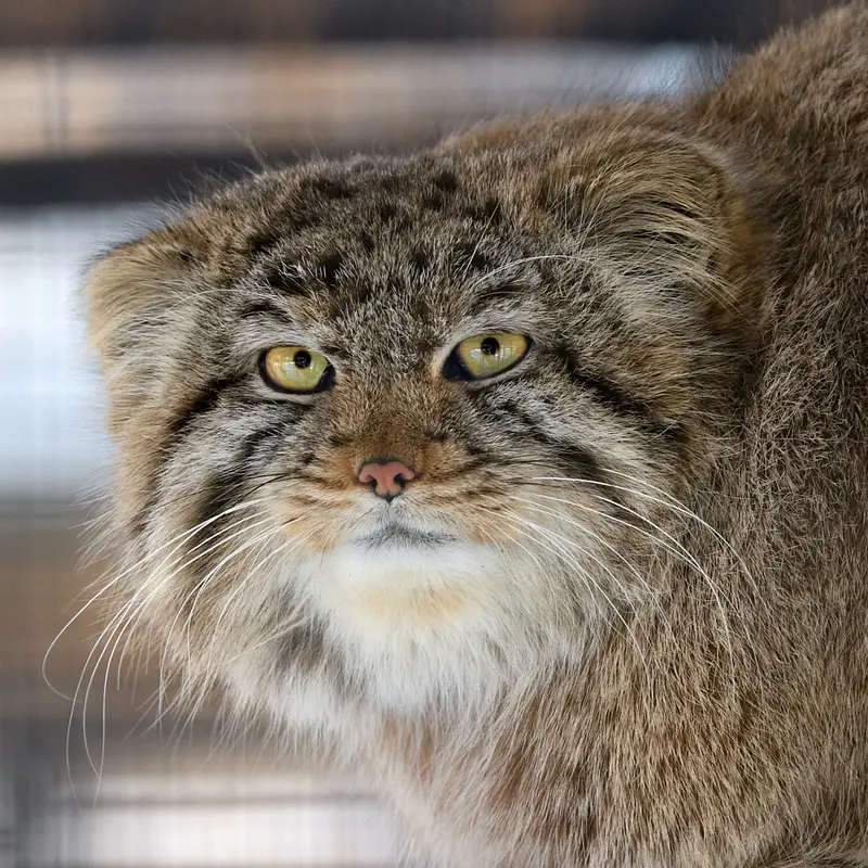 Son of  Eve 2024 Ⅳ the Pallas's cat from Novosibirsk Zoo