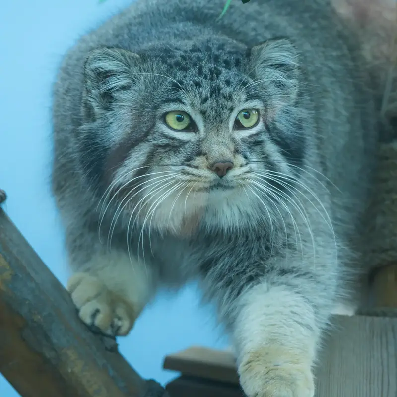 A photograph of Sun Sanlang in Qinghai-Tibet Plateau Wildlife Zoo