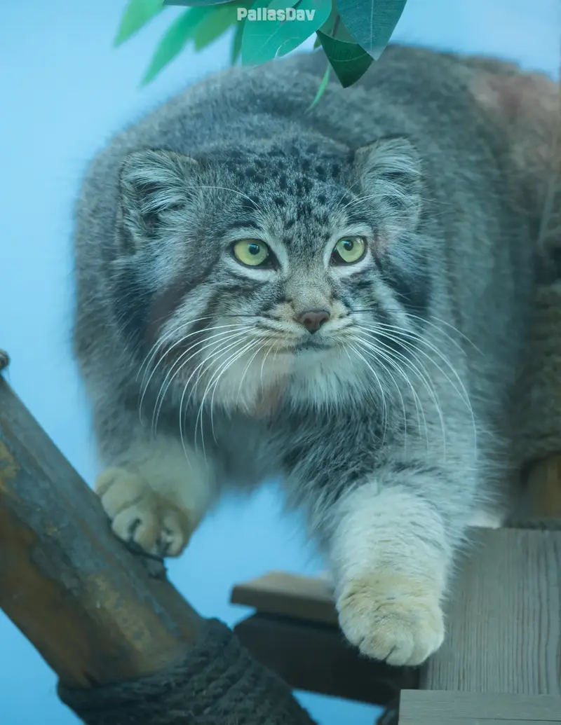 A photograph of Sun Sanlang in Qinghai-Tibet Plateau Wildlife Zoo