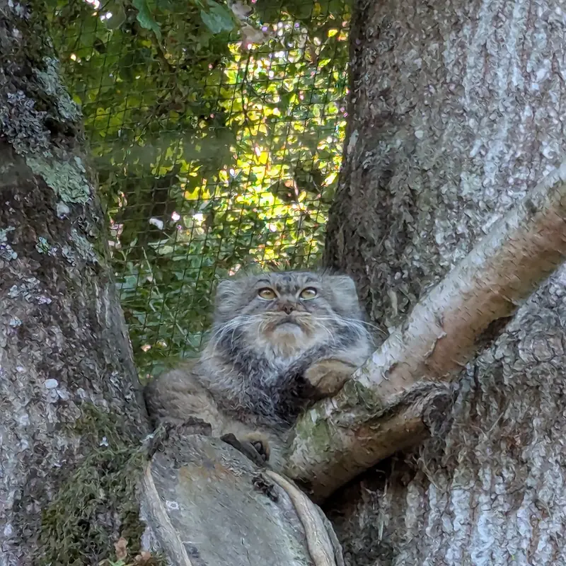 A photograph of Ewok in Tregomeur Zoo