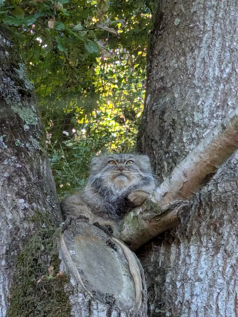 A photograph of Ewok in Tregomeur Zoo