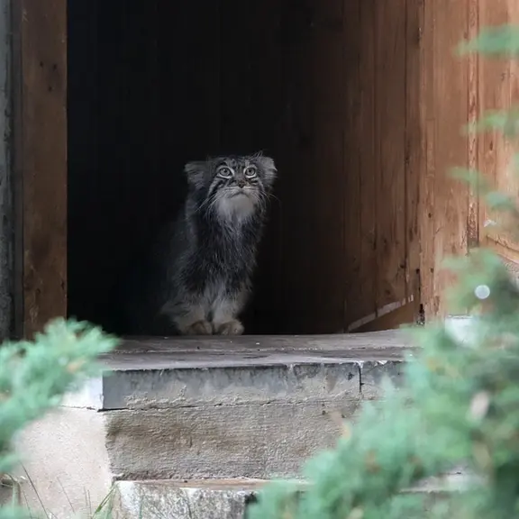 A photograph of a Pallas's cat in Moscow zoo