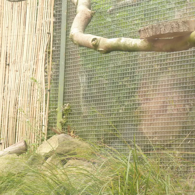 A photograph of Duchess in Edinburgh Zoo