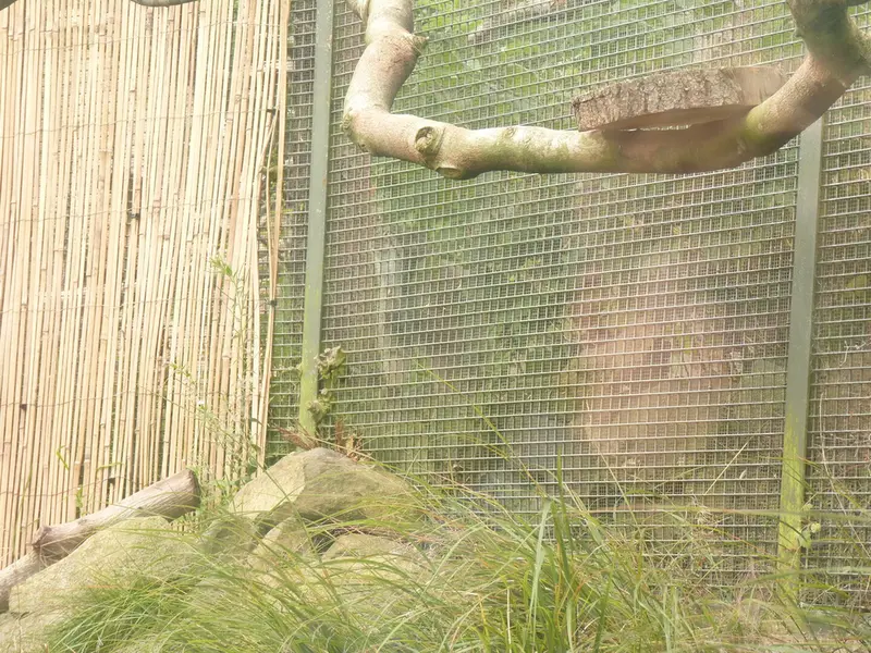 A photograph of Duchess in Edinburgh Zoo