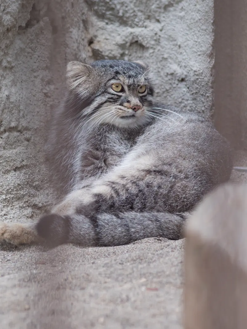 A photograph of Figa in Nogeyama Zoo