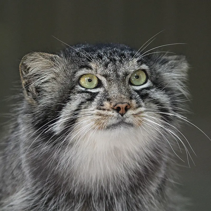 Yasu the Pallas's cat from Higashiyama Zoo and Botanical Gardens