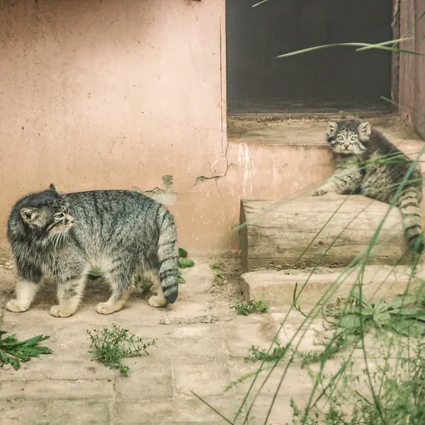 A photograph of Sun Xiaomei in Qinghai-Tibet Plateau Wildlife Zoo