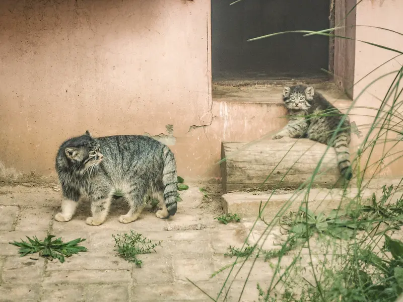 A photograph of Sun Xiaomei in Qinghai-Tibet Plateau Wildlife Zoo