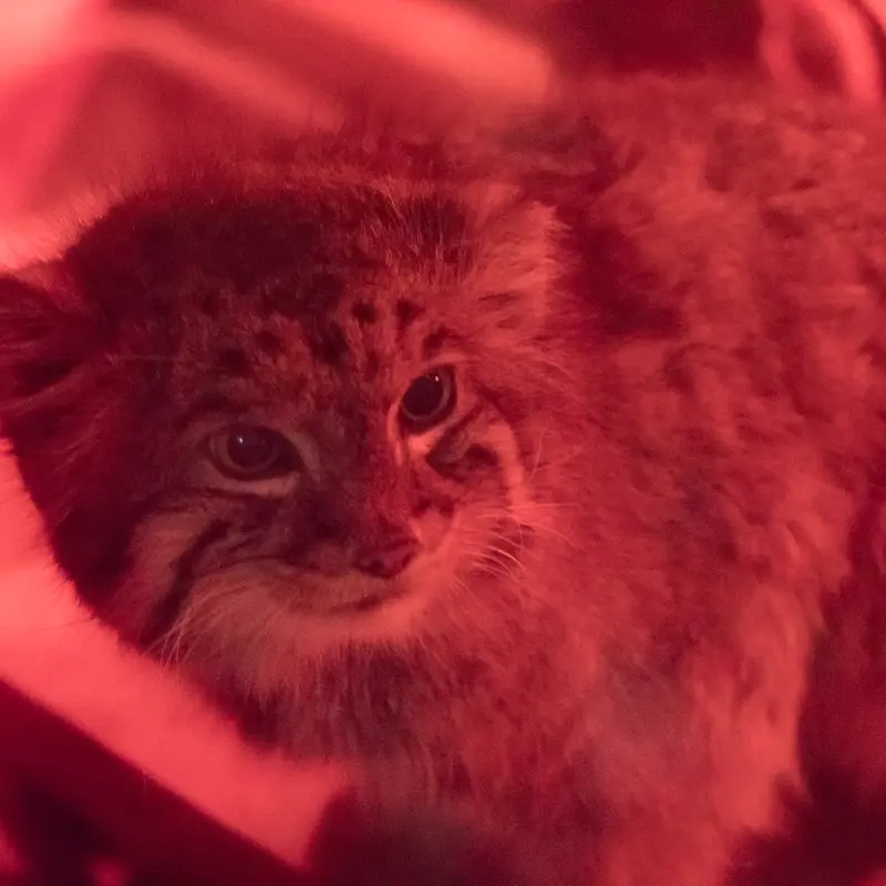 A photograph of Naim in Ueno Zoological Gardens