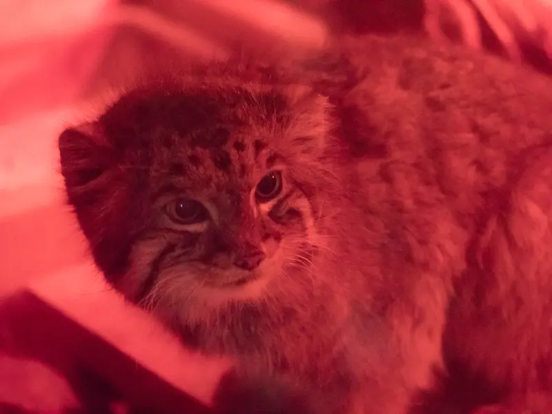 A photograph of Naim in Ueno Zoological Gardens