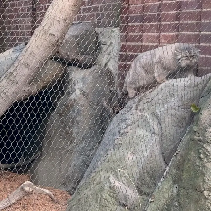 A photograph of Sarnai in Prospect Park Zoo