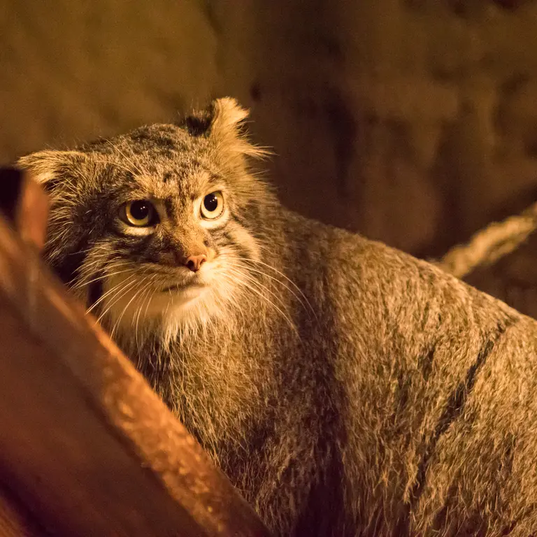 A photograph of Figa in Nogeyama Zoo