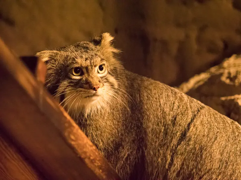 A photograph of Figa in Nogeyama Zoo