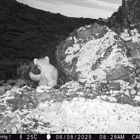A photograph of Otocolobus manul manul from Zhilandy camera trap