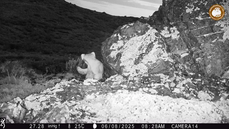 A photograph of Otocolobus manul manul from Zhilandy camera trap
