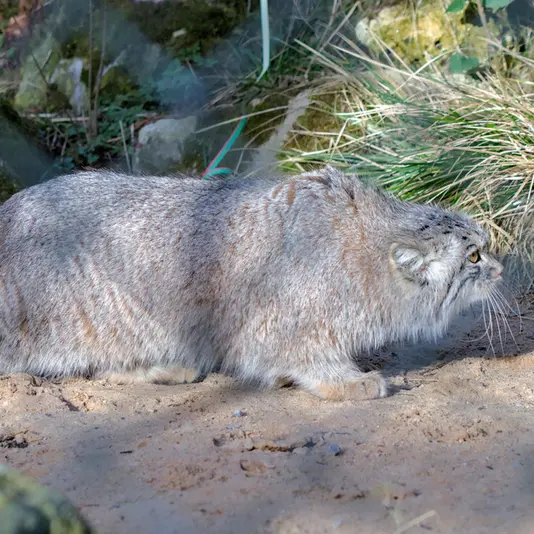 A photograph of Stubsi in Hellabrunn zoo
