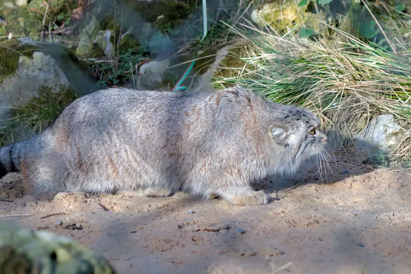 A photograph of Stubsi in Hellabrunn zoo