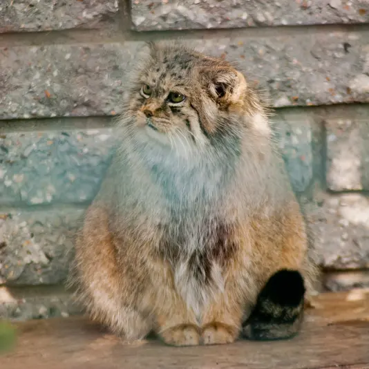 A photograph of Manuela in Magdeburg Zoo