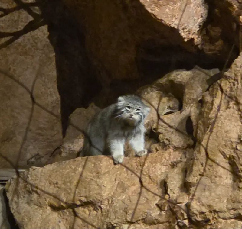 A photograph of Johan in Brookfield Zoo Chicago