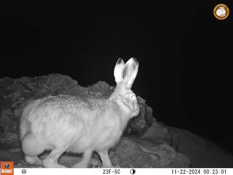 A photograph of Hare from Besshoky 1 camera trap