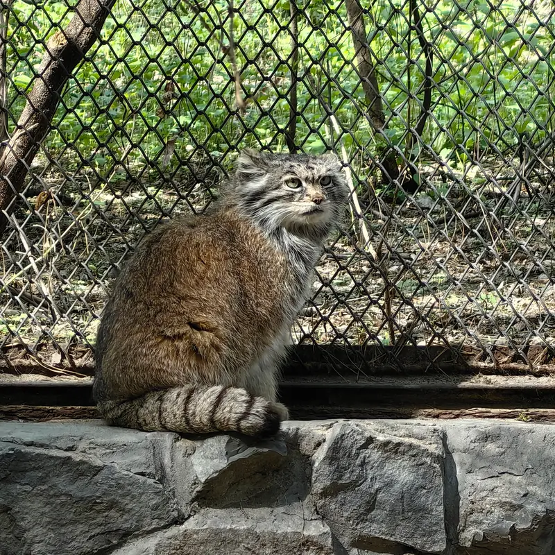 A photograph of Lastochka in Novosibirsk Zoo