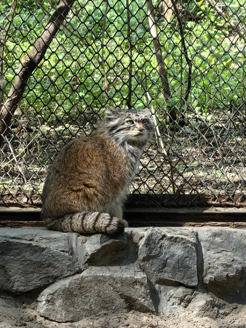 A photograph of Lastochka in Novosibirsk Zoo