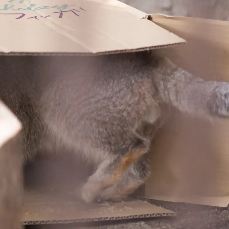 A photograph of Figa in Nogeyama Zoo