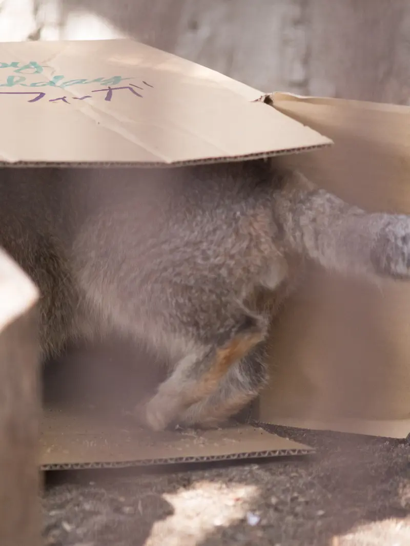 A photograph of Figa in Nogeyama Zoo