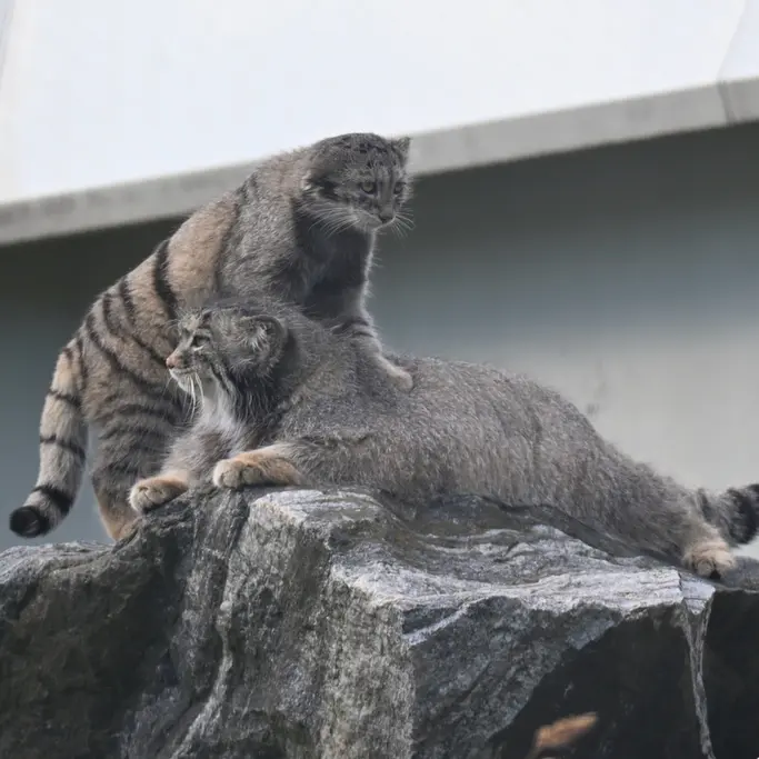 A photograph of Mimi and Saimi in Korkeasaari Zoo