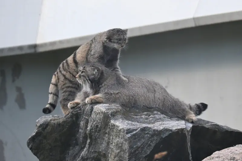 A photograph of Mimi and Saimi in Korkeasaari Zoo