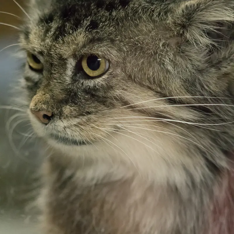 A photograph of Primula in Ueno Zoological Gardens
