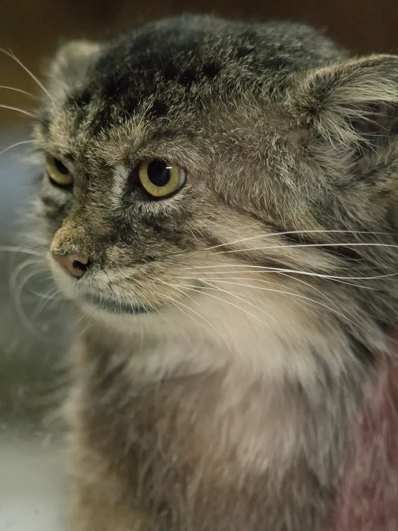 A photograph of Primula in Ueno Zoological Gardens