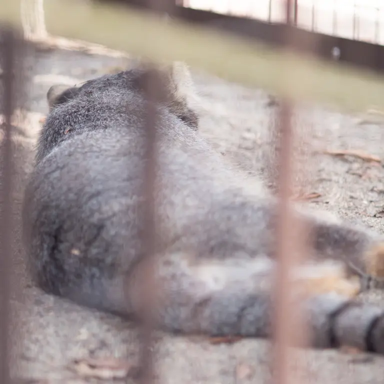 A photograph of Figa in Nogeyama Zoo