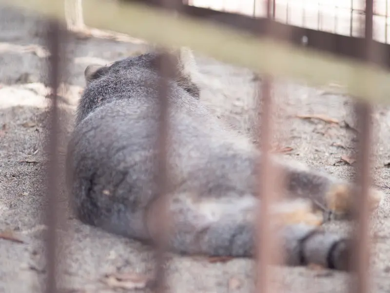 A photograph of Figa in Nogeyama Zoo