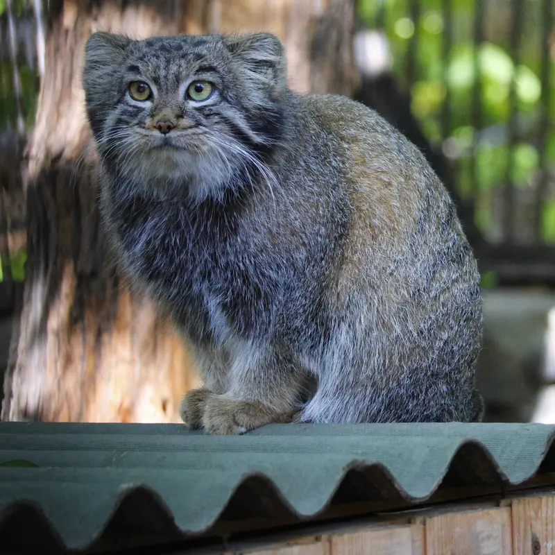 A photograph of Katun in Novosibirsk Zoo