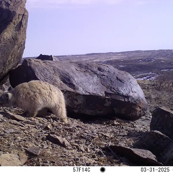 A photograph of Otocolobus manul manul from Koshkar camera trap