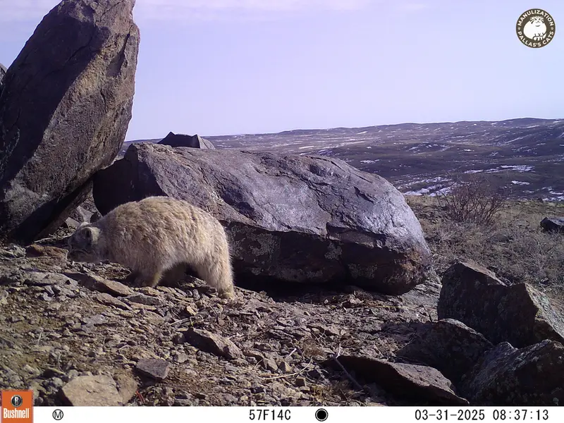 A photograph of Otocolobus manul manul from Koshkar camera trap