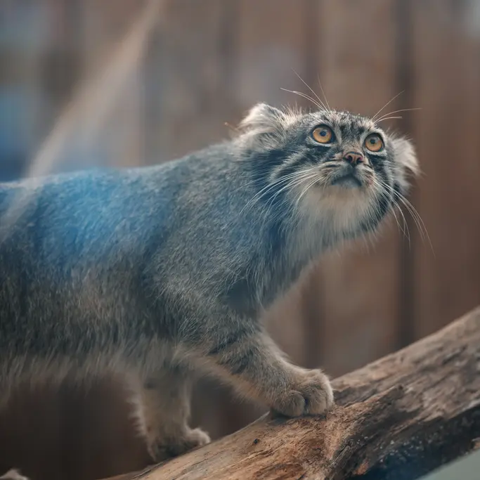 A photograph of Nar in Kobe Animal Kingdom