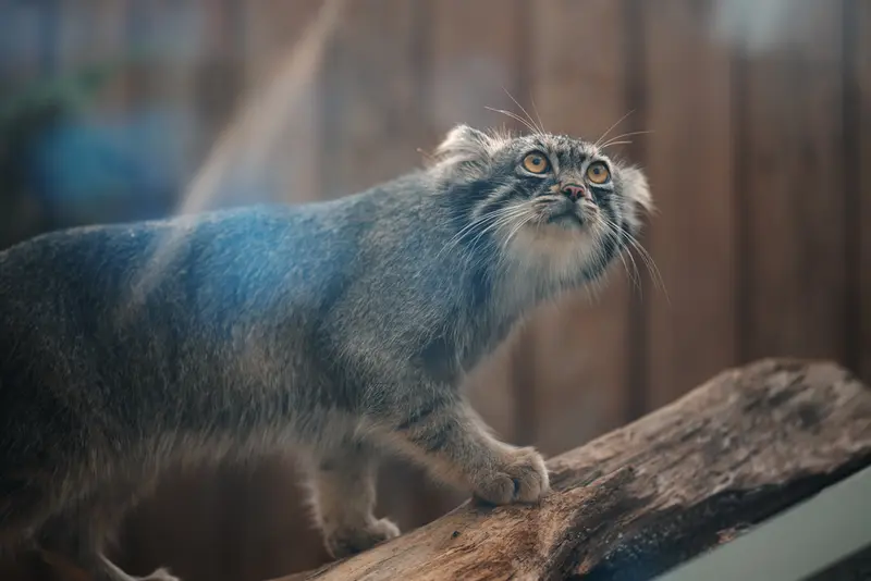 A photograph of Nar in Kobe Animal Kingdom