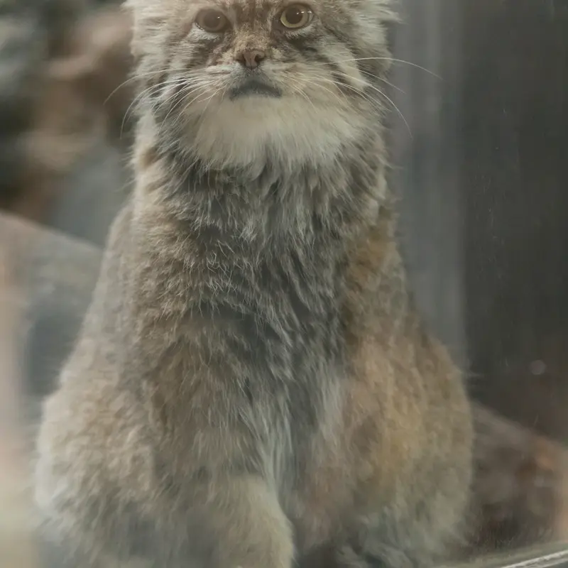 A photograph of Primula in Ueno Zoological Gardens